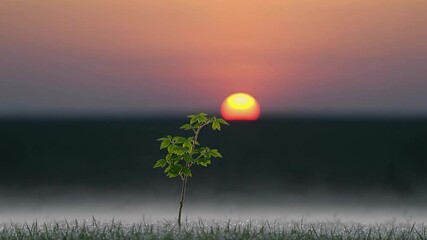 Small plant in a field at sunrise, morning dew landscape. Nature growth and new beginnings concept