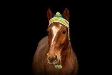 Black shot christmas portrait of a red roan horse gelding in front of black background. Equestrian christmas concept