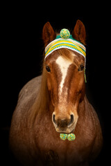 Black shot christmas portrait of a red roan horse gelding in front of black background. Equestrian christmas concept