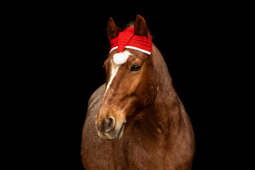 Black shot christmas portrait of a red roan horse gelding in front of black background. Equestrian...