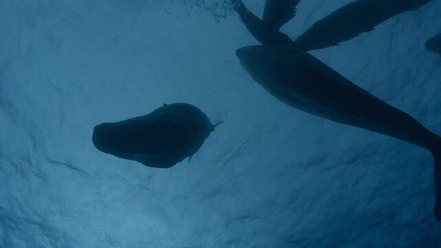 Stunning underwater view against the light of sperm whales sleeping vertically. Check my gallery for more serene whale scenes.
