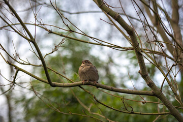 Small Sparrow Perched on a Bare Branch Against a Soft Green Forest Background