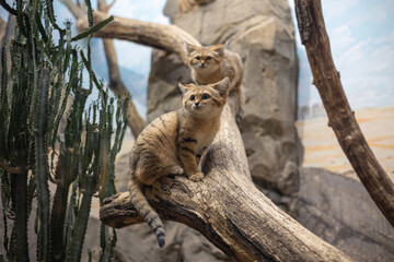 Sand Cats Perched on a Tree Branch in a Desert-Themed Enclosure with Cacti and Rocks