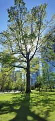 Ein Baum in einem Park beleuchtet von Sonnenlicht umgeben von Hochhäusern