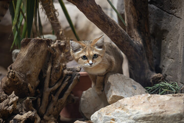 Sand Cat Peering Curiously from Behind Rocks and Driftwood in a Desert-Themed Habitat