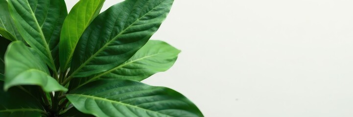 Striking Calathea Orbifolia leaf details, clean background , closeup, botanical, stock image