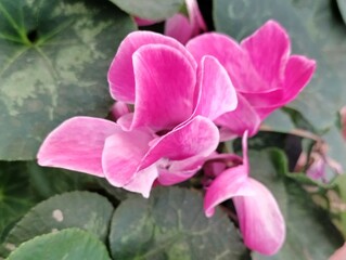 flor bicolor