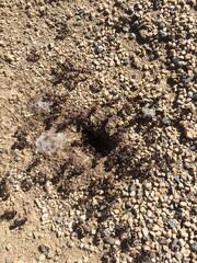 Close up on ant hole
