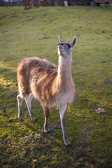 Guanaco Standing on Green Grass with a Curious Gaze in a Sunlit Field