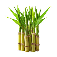 Obraz premium Fresh Green Bamboo Stalks Isolated on Transparent Background