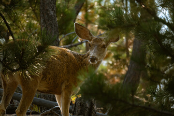 Hidden deer
