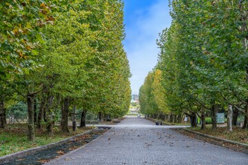 青空バックに見る並木と石畳の遊歩道のコラボ情景