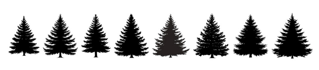 Fototapeta premium Silhouetted evergreen trees creating a tranquil forest scene.