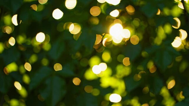 Sunlight filtering through green leaves with bokeh effect