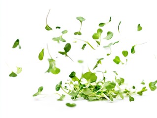 Obraz premium Organic, fresh herbs on a white tablecloth with shallow depth of field