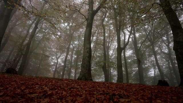 Drifting Left Through a Majestic Autumn Woodland in the Mist