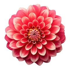 Fototapeta premium dahlia flower isolated white or transparent background