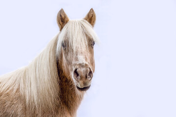 Fototapeta premium Head portrait of a cute shetland pony isolated on white background