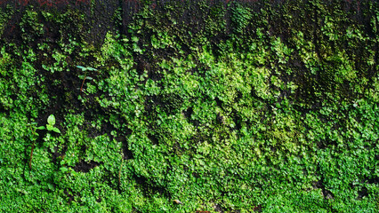 Green moss on the cliff wall. Focus selected