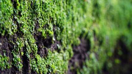 Green moss on the cliff wall. Focus selected