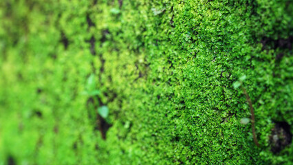 Green moss on the cliff wall. Focus selected