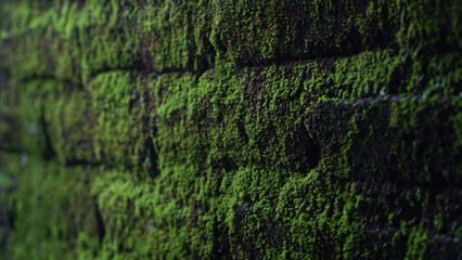 Green moss on brick wall. Focus selected