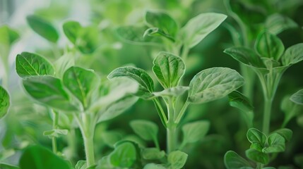 The world's first vertical greenhouse with genetically modified crops for rapid growth and pest resistance
