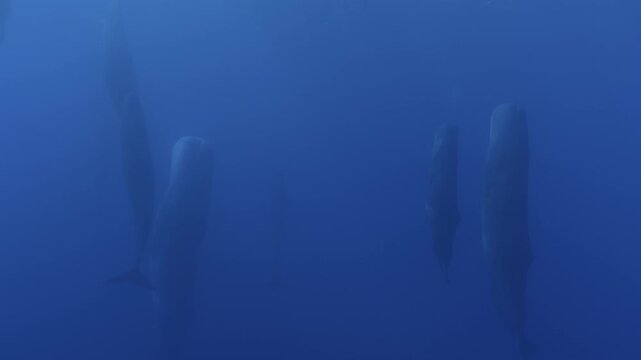 A clan of sperm whales sleeps vertically. Listen for the rare sound signal of the male: single, spaced clicks. Discover more unique whale sounds in my portfolio.