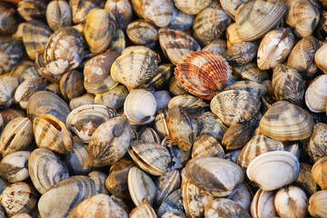 A Colorful Variety of Beautiful Seashells on a Sandy Beach Shoreline