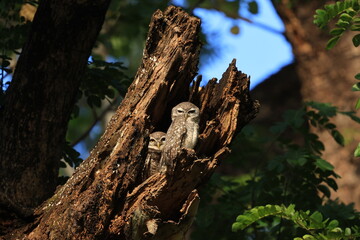 Fototapeta premium Spotted Owlet (Athene Brama) is a small owl which breeds in tropical Asia. They roost in small groups in the hollows of trees. Wat Chaloem Phrakiat Worawihan, Nonthaburi ,Thailand