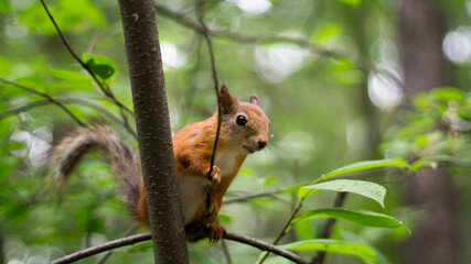 A vibrant red squirrel is perched on a tree branch, its bushy tail partially visible.  The squirrel is facing the viewer, its dark eyes and alert expression evident.