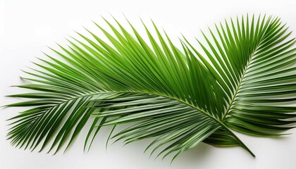 Obraz premium lush green palm fronds isolated on white background