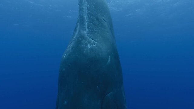 Sperm whale sleeps vertically underwater, resembling a monolith, with its head up. Close-up of its small eye watching us. Check my portfolio for more sperm whale footage.