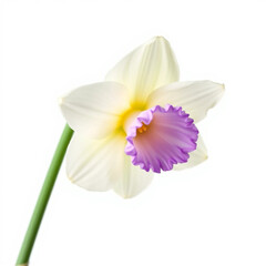 Fototapeta premium Beautiful daffodil flower clpart, with isolated on white background 