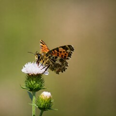 Obraz premium Close-up of a Butterfly on a Flower