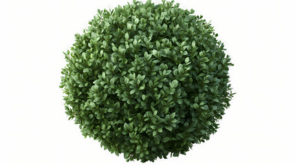 Fototapeta premium The evergreen round bush buxus sempervirens, isolated on transparent background. Evergreen. Illustration