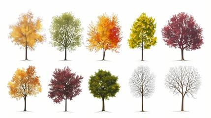 Fototapeta premium Various deciduous trees silhouettes on the white background. Evergreen. Illustration