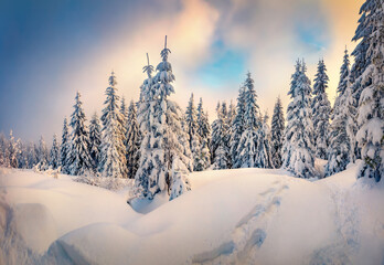 Colorful winter sunset in mountain forest. Misty evening landscape of Carpathian woodland, Ukraine,...