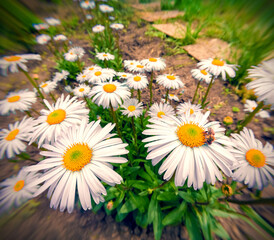 Bee on white chamomile flower in April. Spring in botanical garden in May with Asteraceae family...