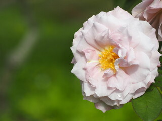藤色のバラ　清流