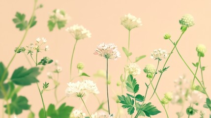 Soft pastel-toned wildflowers in bloom against a pale peach background.