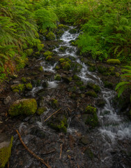 Water Streams Over Rocks Lined by Ferns