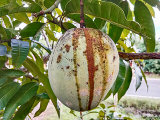 Plant disease infestation on mango fruit. Disease on mango fruit. Mango fruit on the tree.