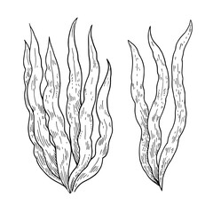 Spirulina black and white line illustration isolated on white background. Seaweed algae plants.