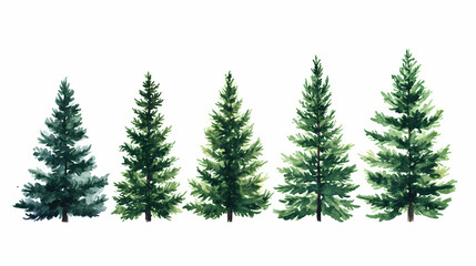 A row of evergreen trees against a white background. Evergreen. Illustration