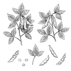 Soy black and white illustration in engraving style. Detailed hand-drawn vector illustration