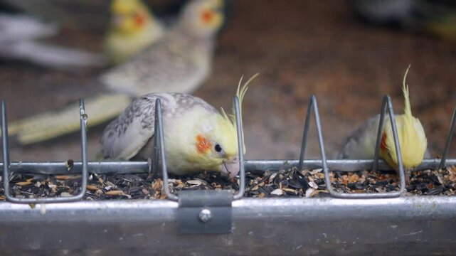 A vibrant and colorful group of cockatiels happily feeding in their aviary