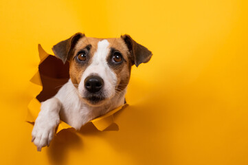 Funny jack russell terrier comes out of a paper orange background tearing it. 