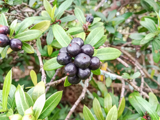 Ixora chinensis fruit. Ixora chinensis, commonly known as chinese ixora, is a species of plant of the genus ixora.