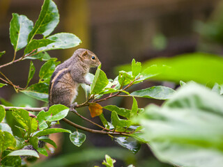 Chipmunk on the tree 